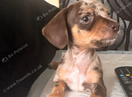 Ready now Chiweenie puppies Minature dachshund x chihuahua