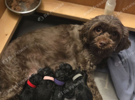 F1b shihpoo puppies