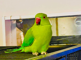 Stunning young Indian Ringnack parrot
