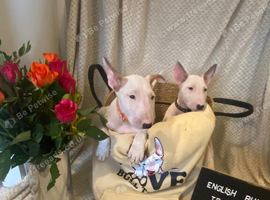 2 girls 9 weeks old READY FOR LOVING HOMES