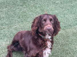 Boy spaniel