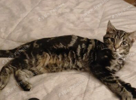 Cat for sale