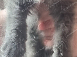 Blue female kitten