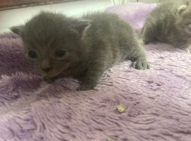 Blue Russian kitten plus Tabby