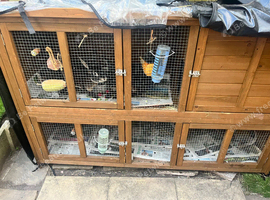 2 bonded male Rex rabbits