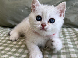 Silver Shaded British Shorthair boys
