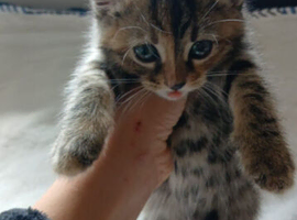 Kittens