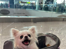 Miniature White Pomeranian female