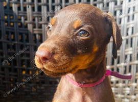 Beautiful family dobermanns *4 pups 1 girl 3 boys*