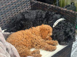 16 week old  female cavapoo ready to go