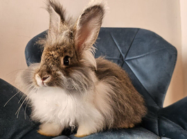 Stunning English Angora Babies