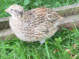 5 x Coturnix quail (4 female)