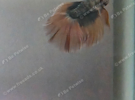 Stunning Male Halfmoon Betta