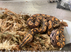 Brazilian Rainbow Boa at Birmingham Reptiles