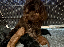 READY SOON Gorgeous Cockapoo pups