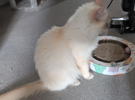 5 pure bred ragdolls