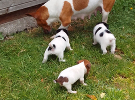 Jack Russell puppies