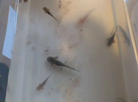 12 baby axolotls for sale