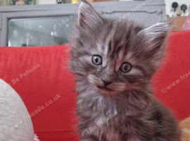 Adorable kittens ready for a new home 7th September mixed prices