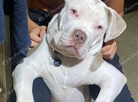 American Staffordshire bull terrier