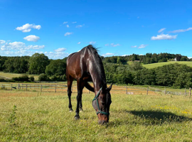 15.3 standard bred horse