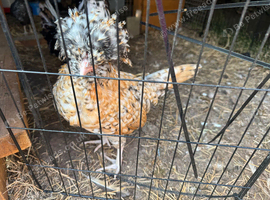 Polish Chickens