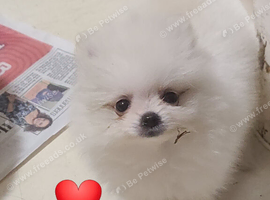Pomeranian puppies ready 22nd july