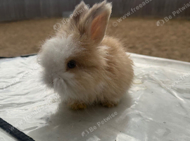 Angora bunnies