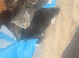 Beautiful kittens looking for loving forever homes