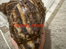 Ovum snails