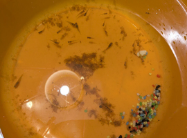 Baby platy's
