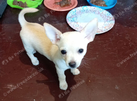 1 white with slight tan male pup 16 week old