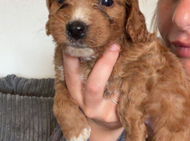 Sprocker for sale male 8 weeks old 3rd July