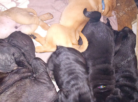 Shar-pei puppies pedigree non registered