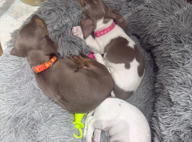 Miniature Dachshund puppies