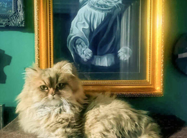 Stud Services: Pedigree Persian male