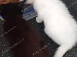 Four kittens for sale