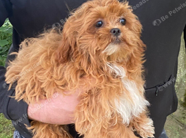 Toy maltipoo female extensively DNA clear