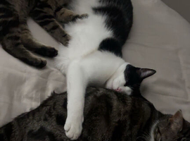 bonded trio looking for new home