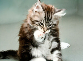 Maine coon kittens available