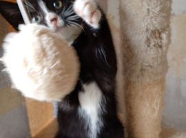 Lovely cute little kitten ready now