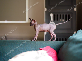 Sphynx Kittens