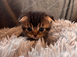 Scottish Fold/Straight kittens