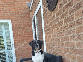 Akita staffie cross spaniel