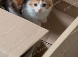 One kitten