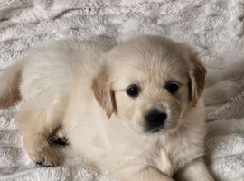 Golden Retriever Puppies  The Heart and Soul of the Family.