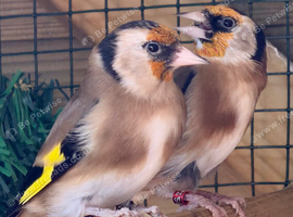 Beautiful proven pair of singing pea throat goldfinch
