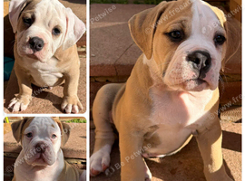 READY TO LEAVE 3 olde English bulldog