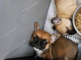 Tri-Bred puppies for sale