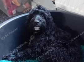 female cockapoo puppy 4 month old